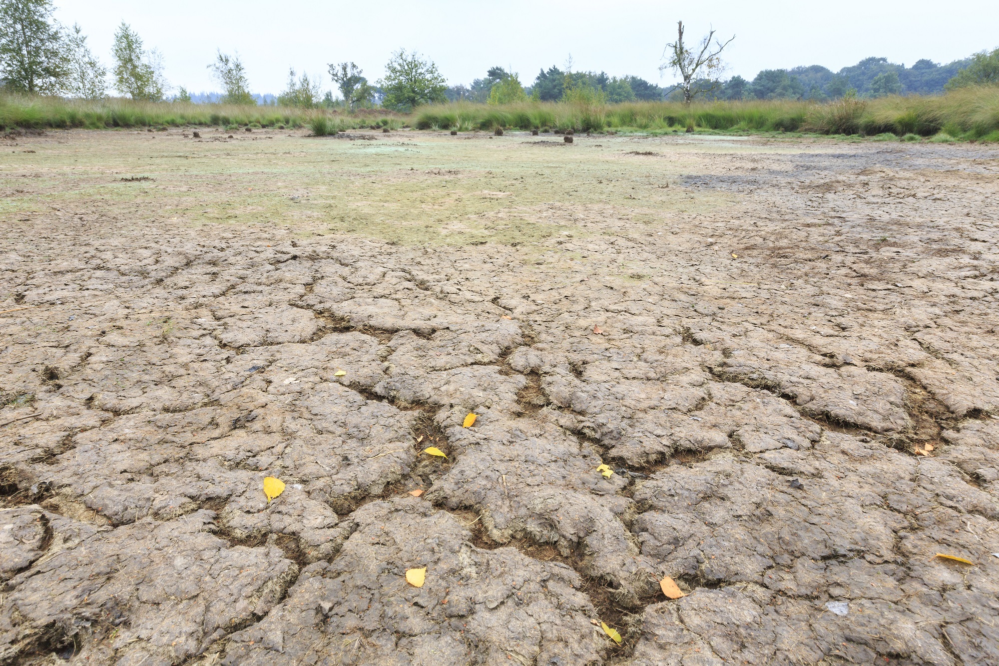 Leren Van De Droogte Natuurmonumenten